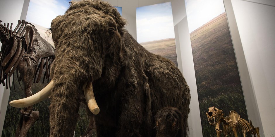 Die Komplett-Rekonstruktion eines Wollhaar-Mammuts im Museum Wiesbaden. (Symbolbild)
