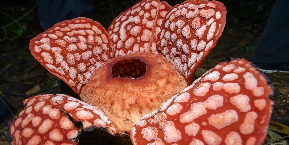 Die Rafflesie blüht normalerweise sieben bis neun Tage vor ihrem Tod.