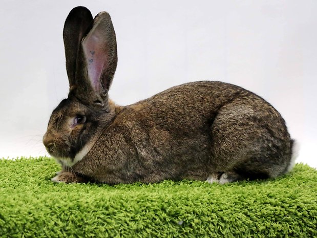 Ein Kaninchen der Rasse Deutscher Riese. Die Langohren wiegen mehr als sieben Kilo.