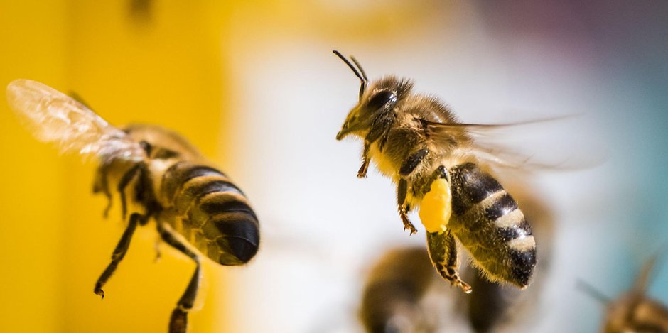 Die Bienenseuche ist für den Menschen völlig ungefährlich (Symbolbild).