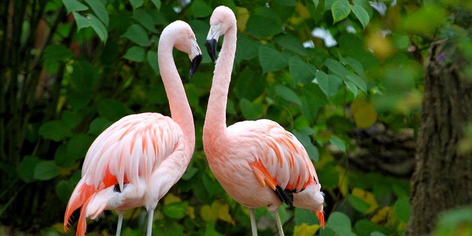 Flamingos im Tierpark Hamm: Einer von fünf wurde am Sonntag gestohlen. 
