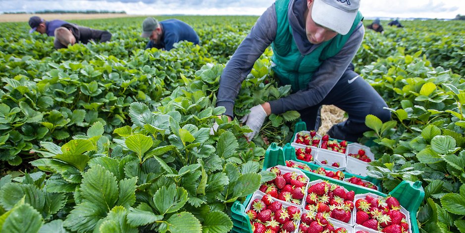 Besonders bei der Erdbeer- und Spargelernte sind die Landwirte auf die Unterstützung der Erntehelfer angewiesen (Symbolbild).