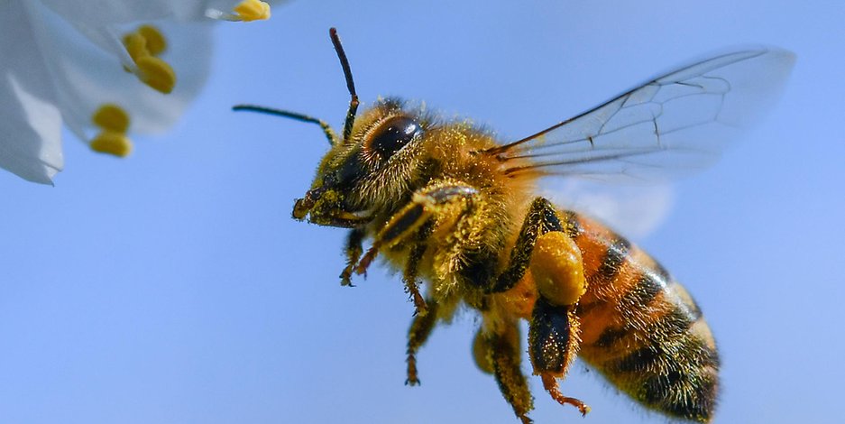 Fleißig wie eine ...: die Honigbiene.