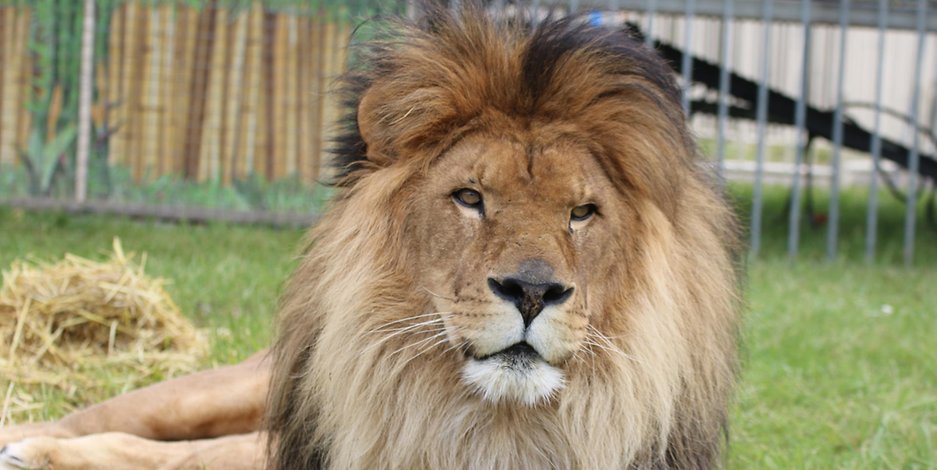 Löwe Kasanga wurde 22 Jahre alt.
