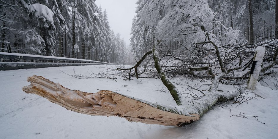 Ein von der Schneelast umgestürzter Baum liegt auf der Straße (Symbolbild). 