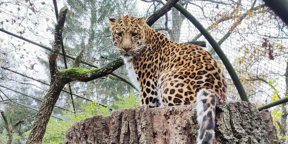 Für Leoparden-Dame Naoli verlief das erste Date eher schmerzhaft. 