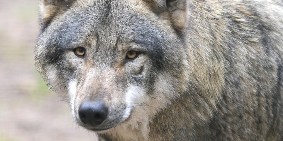 Über wenige Themen wird so emotional gestritten wie um den Wolf.