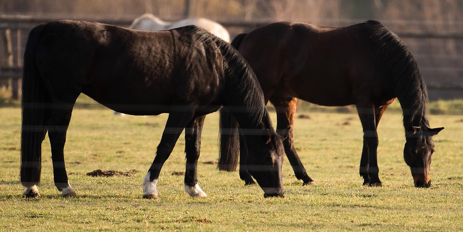 Mehrere deutsche Pferde sind in Valencia bereits an einem Herpes-Virus gestorben. (Symbolbild)