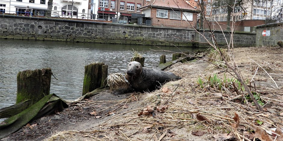 Diese Robbe fühlt sich in Lübeck pudelwohl: Seit Wochen verweilt sie schon in der Hansestadt.