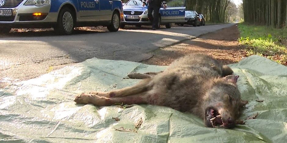 Der Wolf wurde bei dem Unfall getötet (Archivbild).