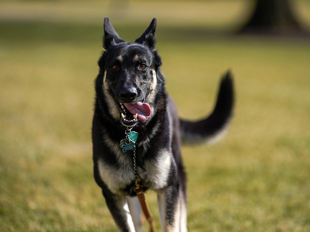 Schäferhund „Major“ tobt auf dem Südrasen des Weißen Hauses – wo er jetzt wieder einziehen konnte.