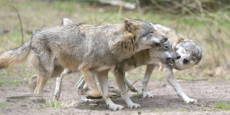 Niedersachsen schätzt die Zahl der dort lebenden Wölfe auf rund 350 – Nahbegegnungen seien nicht selten (Symbolbild).