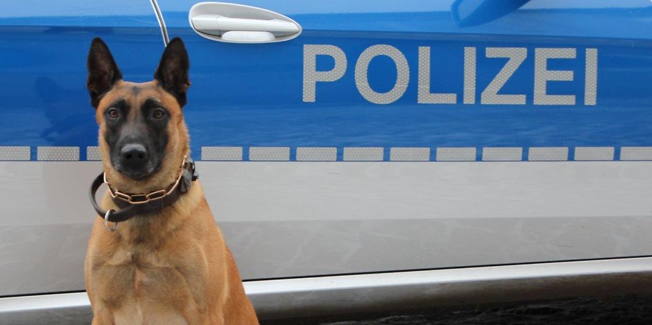 Polizeihund „Buk“ hat die mutmaßlichen Täter erschnüffelt.