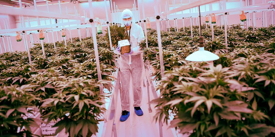 Han Duijndam, Chefanbauer aus den Niederlanden, steht zwischen Cannabisplanzen der Sorte Churchill im Blühraum einer Produktionsanlage von Aphira für medizinisches Cannabis.