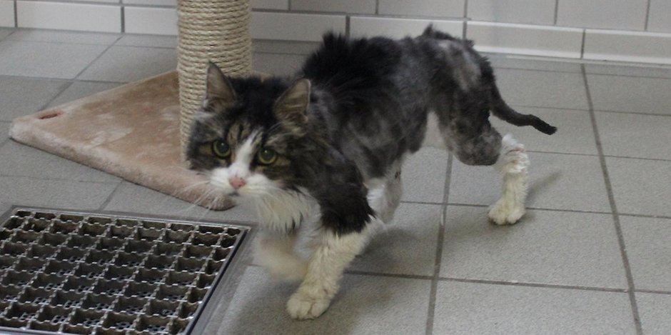 Hamburg: Katzen-Omi Lilo ist nach zwei Wochen Überlebenskampf gestorben.