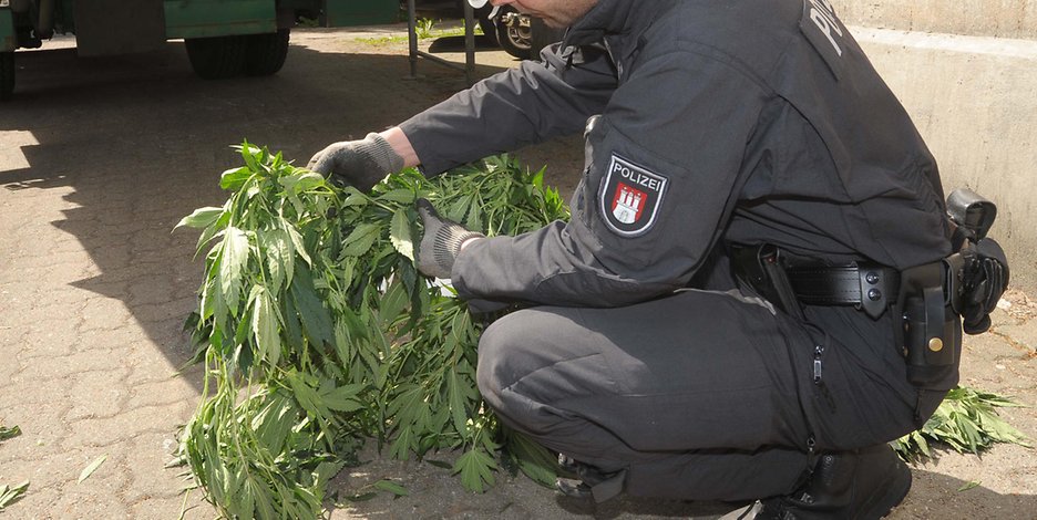 Polizisten stellten die Drogenplantage sicher. (Symbolfoto)