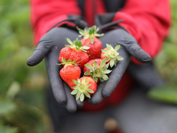 Zunächst wird es nur eine kleine Menge an frischen Erdbeeren geben (Symbolbild).