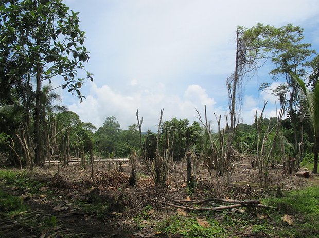 Wenn die Abholzung der Regenwälder immer weitergeht, wie hier in Papua-Neuguinea, könnten sich immer mehr Krankheitserreger verbreiten.