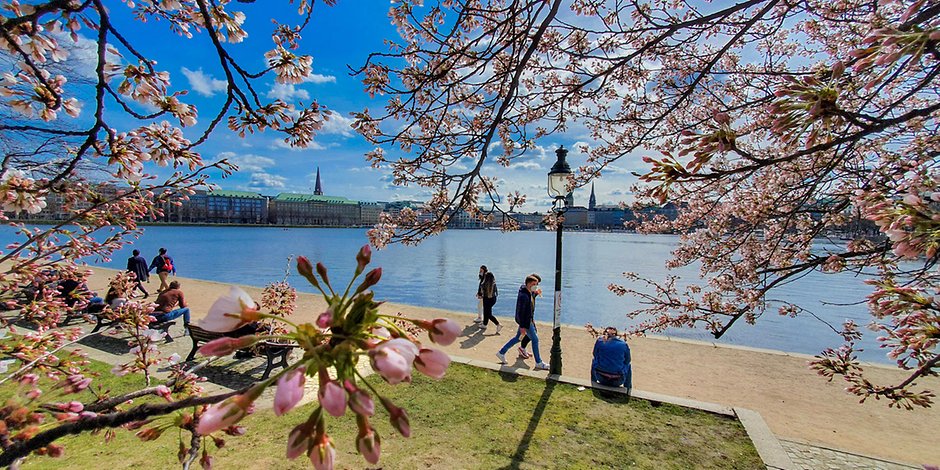 Schönes Wetter und blühende Kirschblüten rahmen Hamburgs Binnenalster.