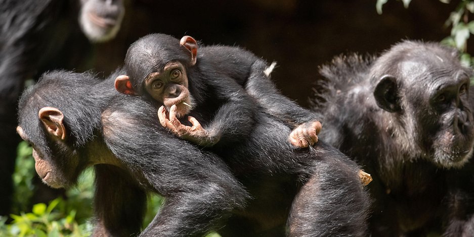 Wildlebende Schimpansen in Afrika haben Lepra (Symbolbild)