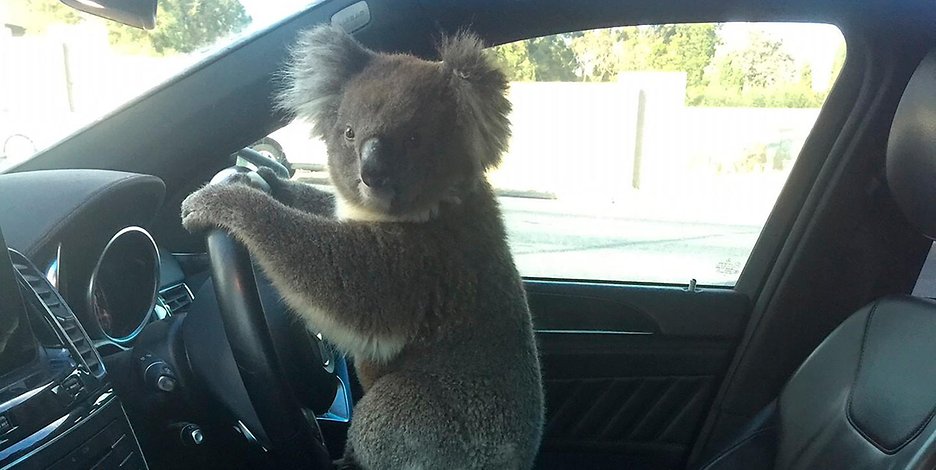 Ein Koala hockt im Wagen von Nadia Tugwells Fahrzeug auf dem Lenkrad. 