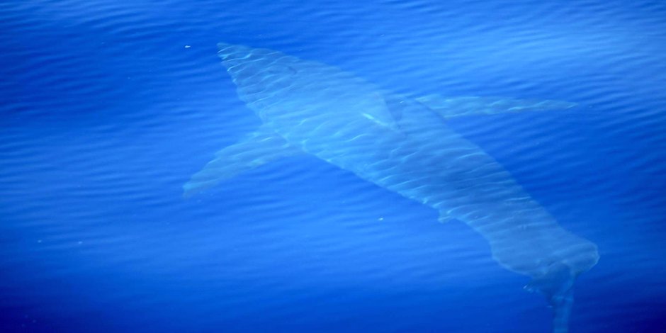 Nach einer mutmaßlichen Hai-Attacke in Neuseeland ist eine Frau gestorben. (Symbolbild)