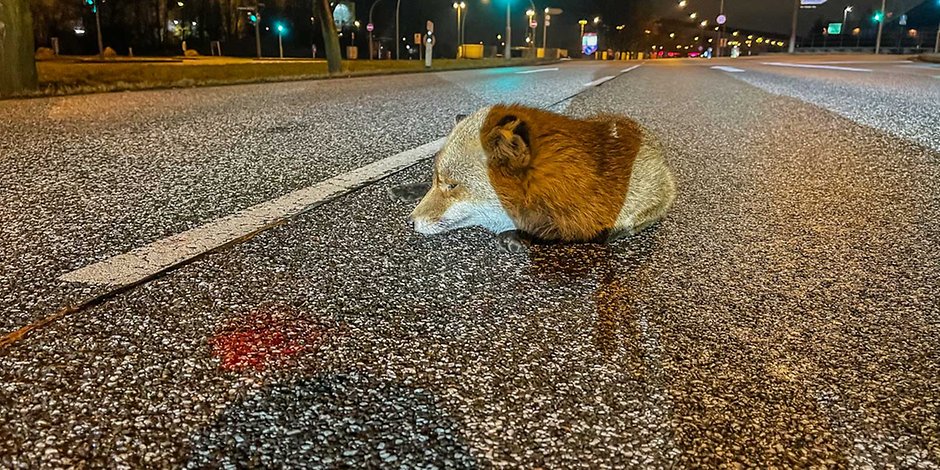Der schwer verletzte Fuchs auf der Straße.