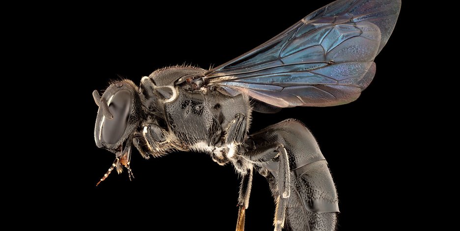 Eine Biene der Art „Pharohylaeus lactiferus“