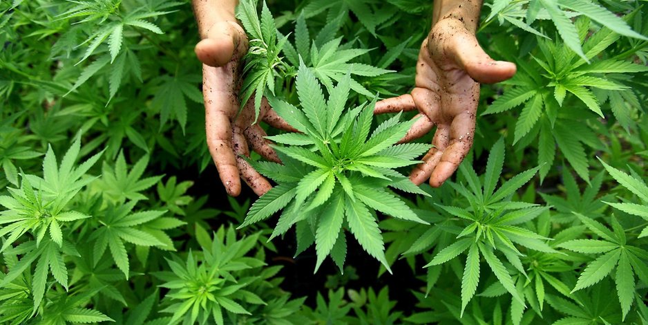 Cannabis-Pflanzen (Symbolbild)