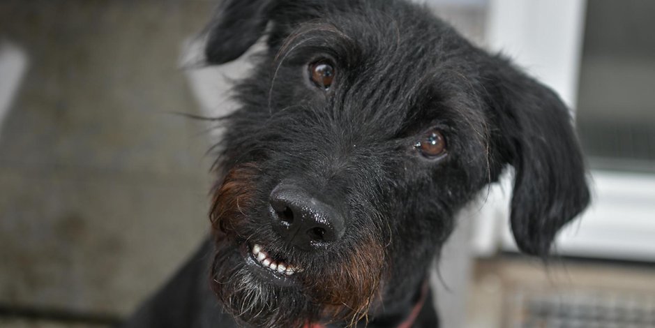Hund „Gino“ kommt aus einem Tierheim in Marbella, das ihn von der Straße rettete. Natias Neutert aus Hamburg holte ihn zu sich.