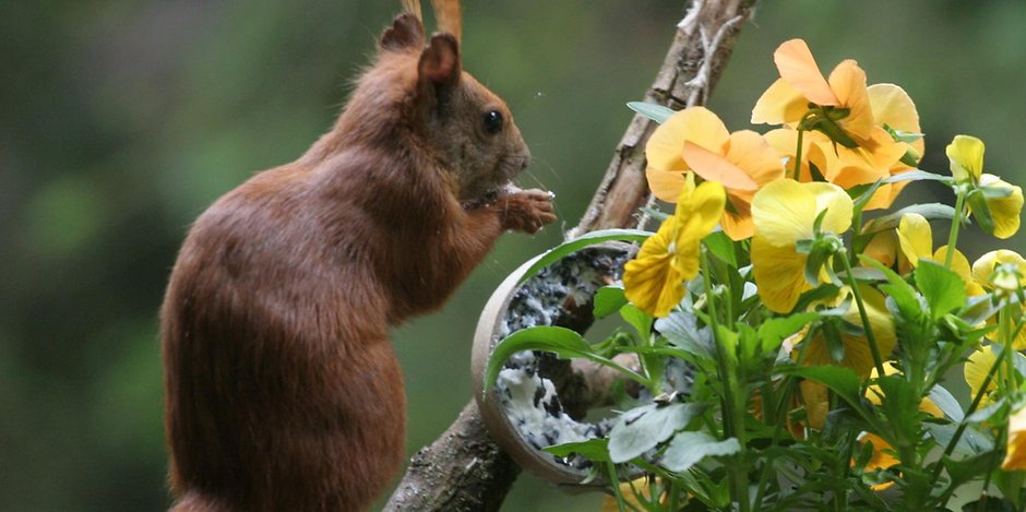 Eichhörnchen vergraben gerne ihre Beute in Gärten und Balkonblumenkästen.