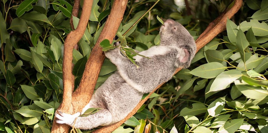 99b71f3d3e095213a3ed2b8a0c0961b4_anstatt-vor-den-buschbraenden-zu-fliehen-blieben-die-koalas-in-australien-einfach-in-ihren-baeumen-sitzen