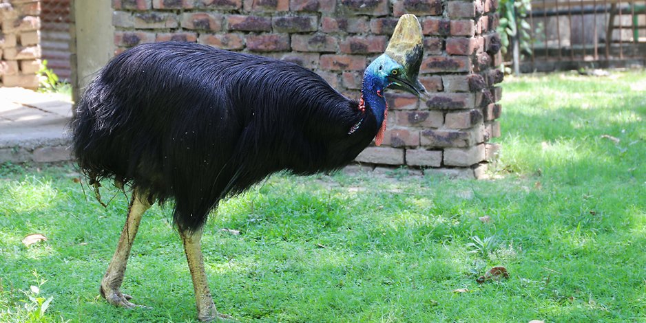 Seit 50 Jahren allein im Gehege: Der Kasuar im Zoo von Lahore (Pakistan).