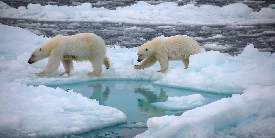 Eisbären gehen auf dem Meereis. Bald könnte der Nordpol im Sommer eisfrei sein. 