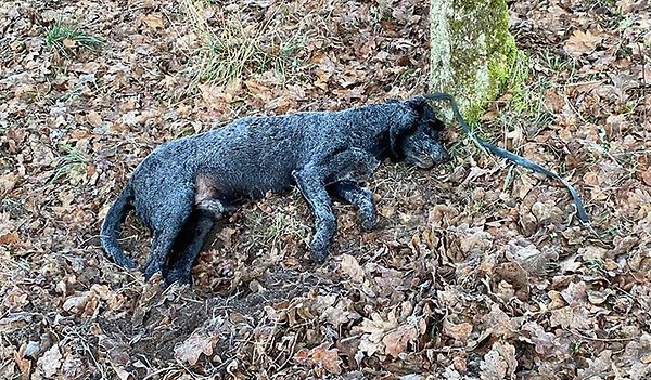 Diesen Hund fanden Fußgänger im Wald.