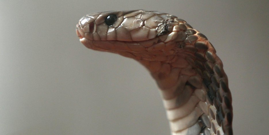 Tödliche Gefahr: Das Giftsekret der Indischen Kobra ist sehr wirksam. Jeder Biss ist lebensbedrohlich.