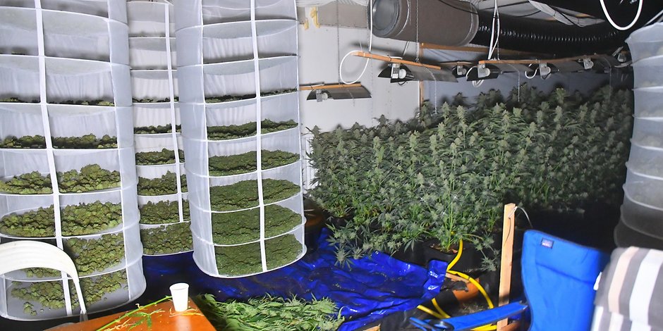 Die Polizei fand eine Marihuana-Plantage mit mehr als 1000 Pflanzen.