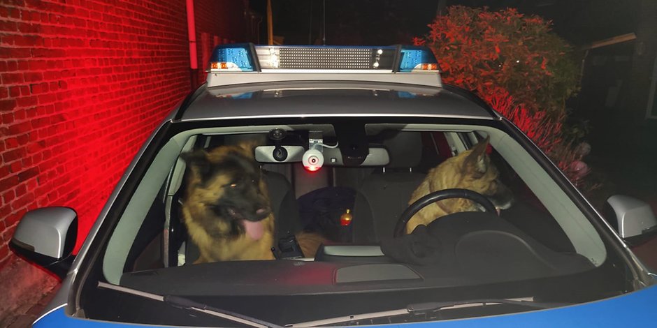 Nicht lange gefackelt: Die zwei Schäferhunde haben den Polizeiwagen übernommen, sobald die Beamten draußen waren.