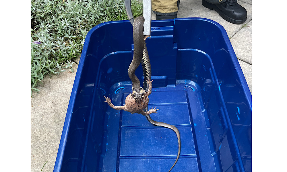 Langenhagen: Eine etwa 80 Zentimeter lange Ringelnatter verschlingt eine Kröte. Die Feuerwehr fing das hungrige Reptil mit Beute im Maul in einem Garten und setzte das Tier dann in einem Waldstück wieder aus.