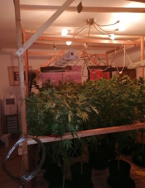 Zahlreiche Marihuana-Pflanzen stehen in einem Zimmer, Kabel hängen von der Decke