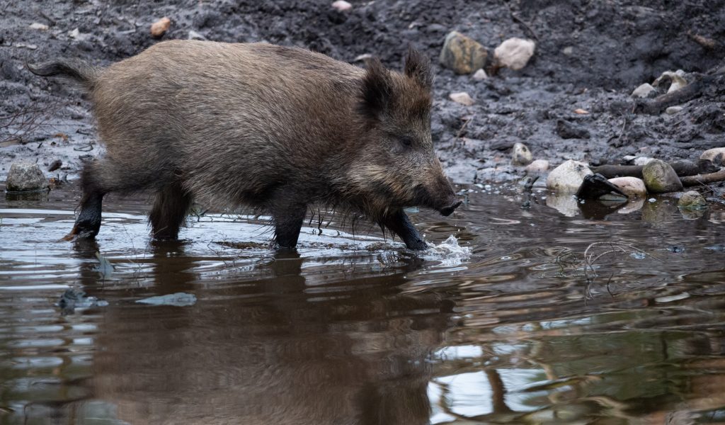 Ein Wildschwein läuft an einem Gewässer im Wildgehege im Klövensteen entlang.