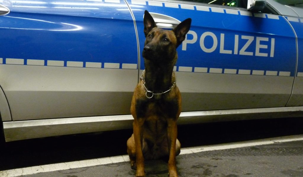 Drogenspürhund „Django“ half den Beamten beim Einsatz in Hamburg.