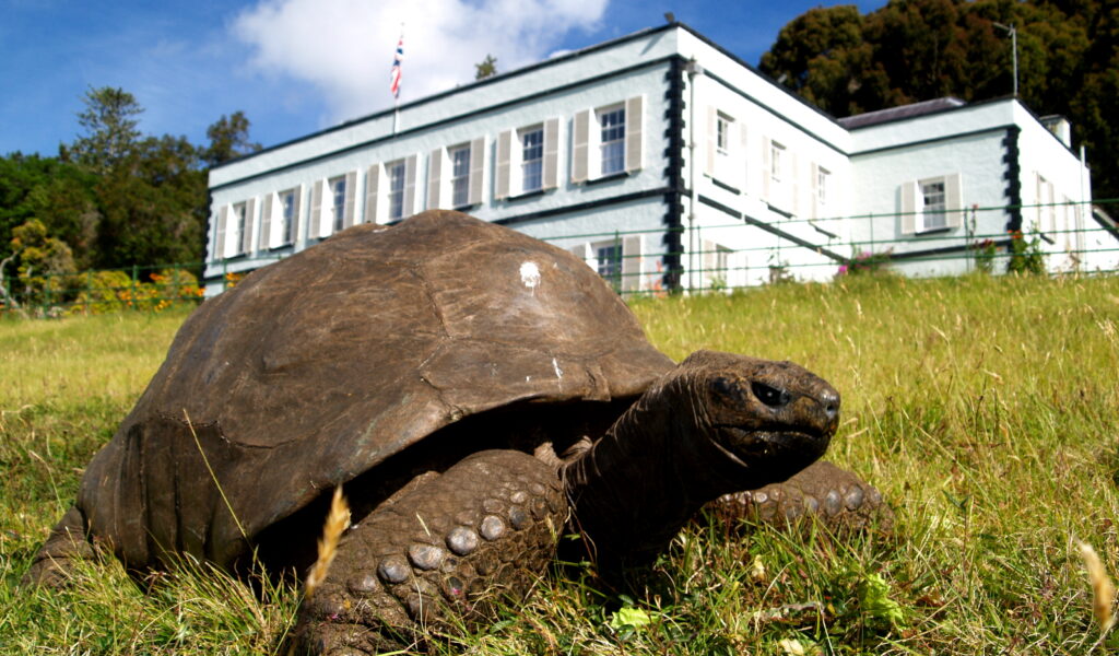 Jonathan (190), die älteste Schildkröte der Welt, lebt im Garten der Gouverneurs-Residenz auf der Insel St. Helena.