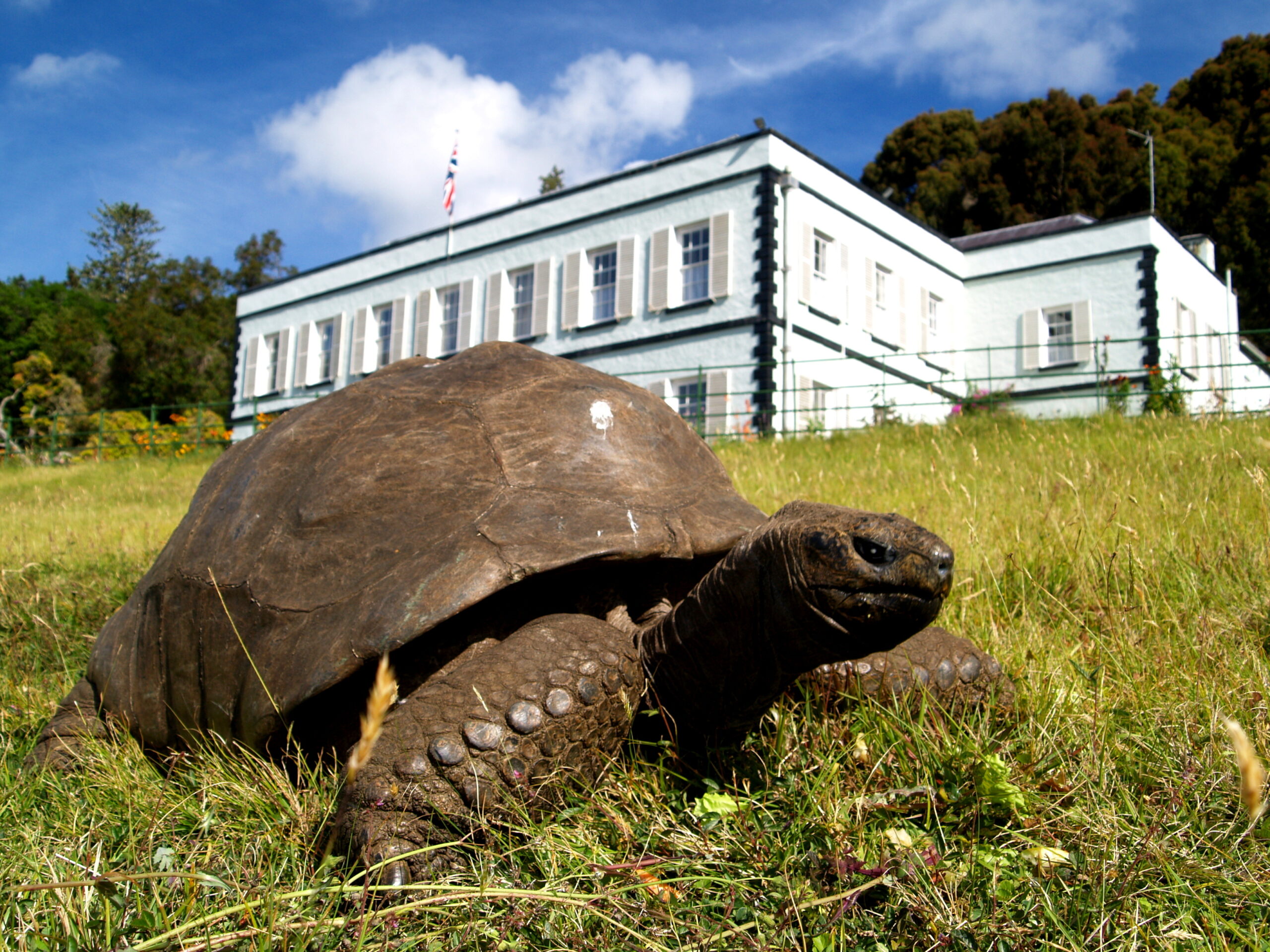 Jonathan (190), die älteste Schildkröte der Welt, lebt im Garten der Gouverneurs-Residenz auf der Insel St. Helena.