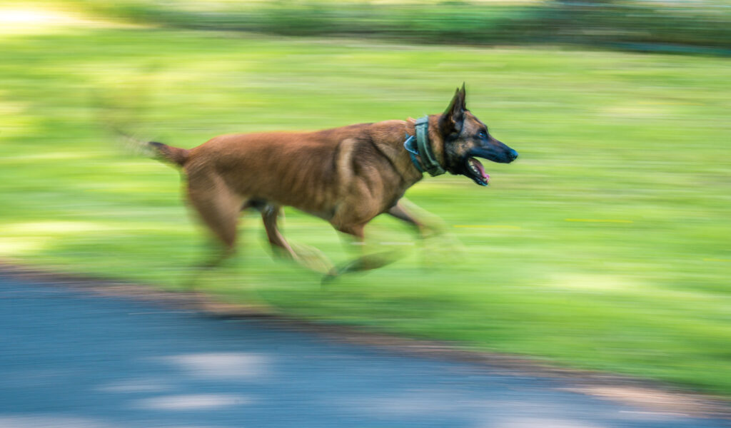 Ein belgischer Schäferhund rennt