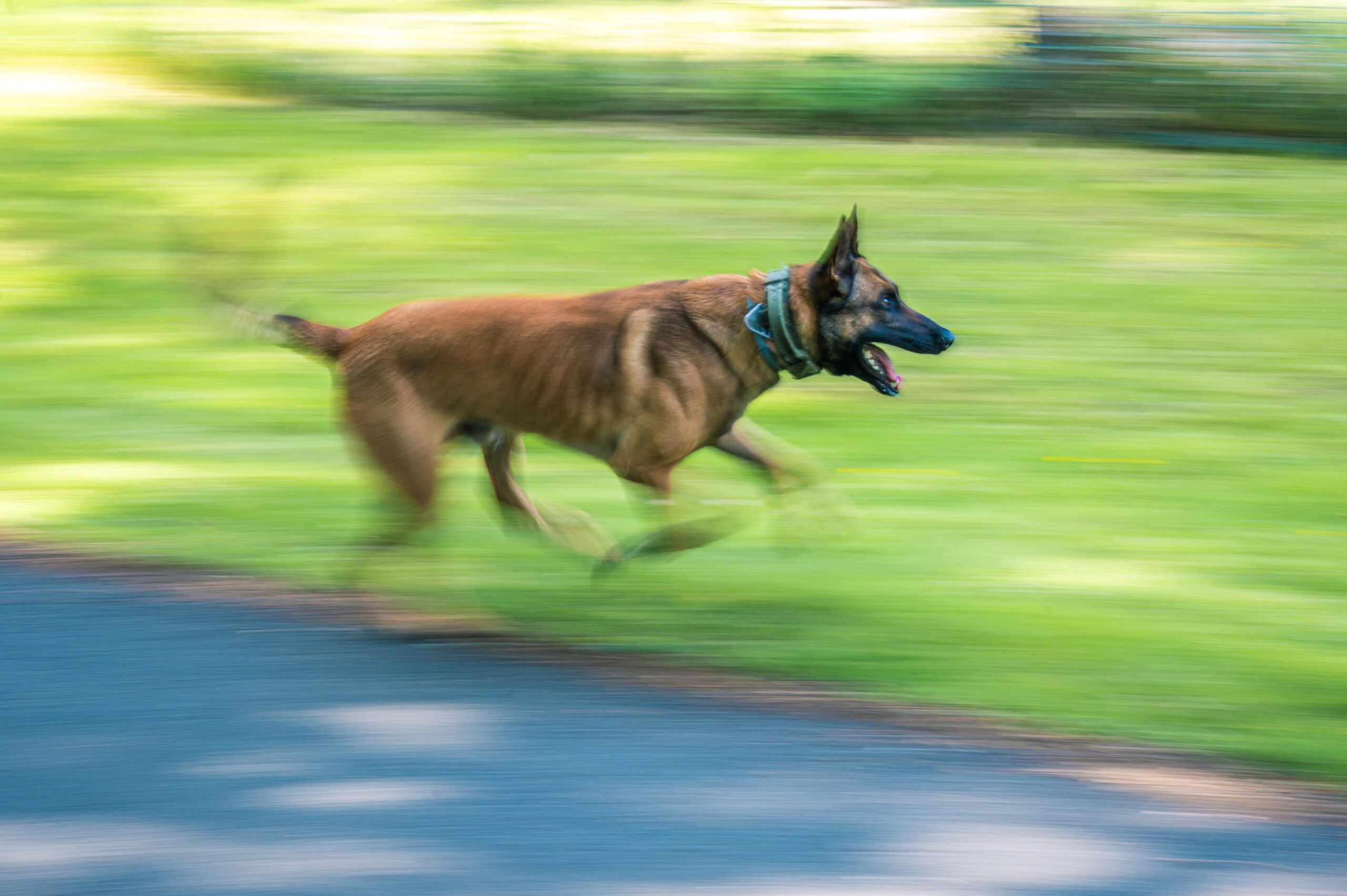 Ein belgischer Schäferhund rennt