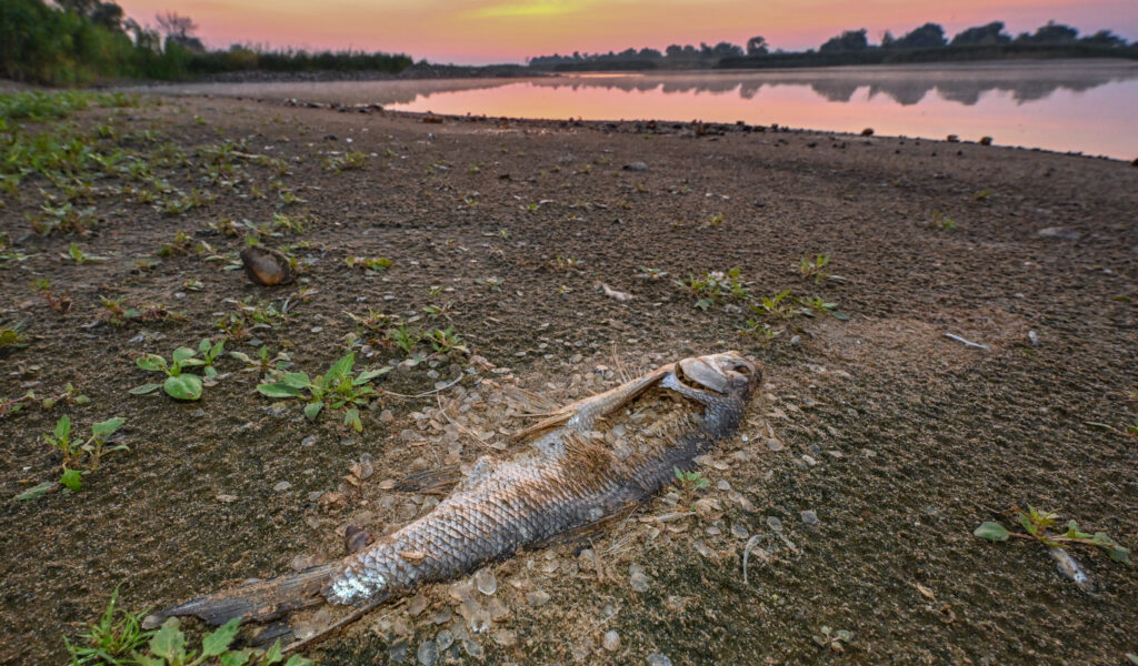 Ein toter Fisch, der schon stark verwest ist, liegt am Ufer der Oder. (Archivbild)