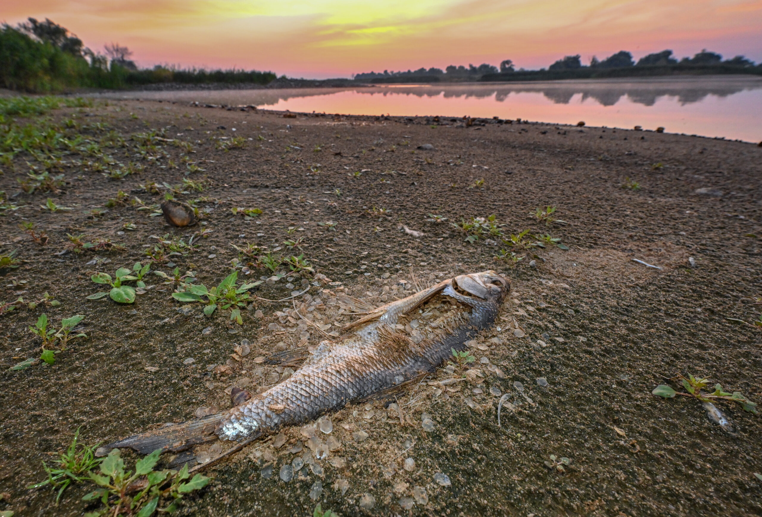 Ein toter Fisch, der schon stark verwest ist, liegt am Ufer der Oder. (Archivbild)