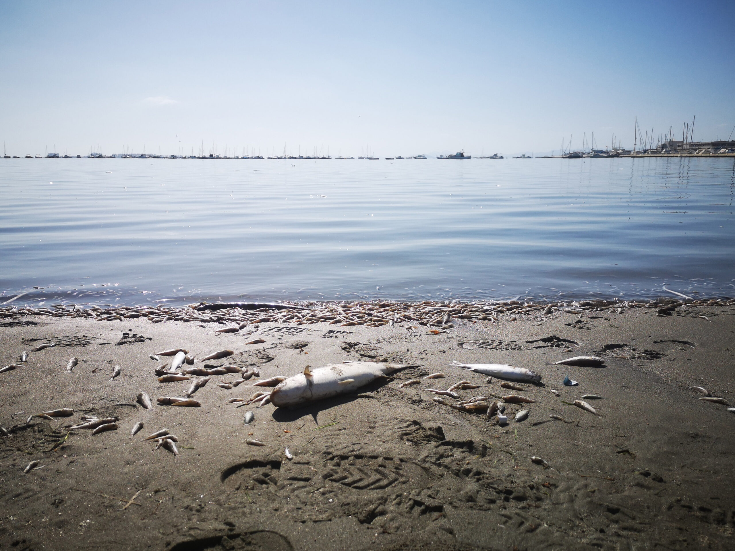 Tote Fische am Strand