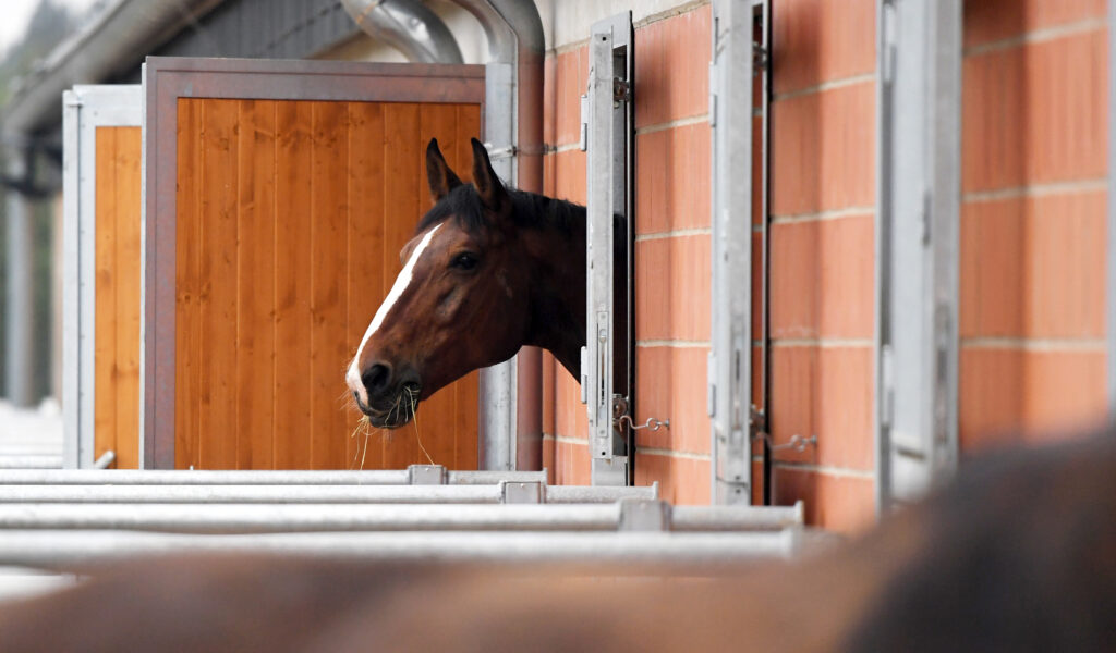 In Reitstall bei Hamburg – Unbekannter verletzt Pferde
